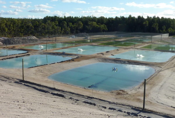 Coal mine pit lake aquaculture
