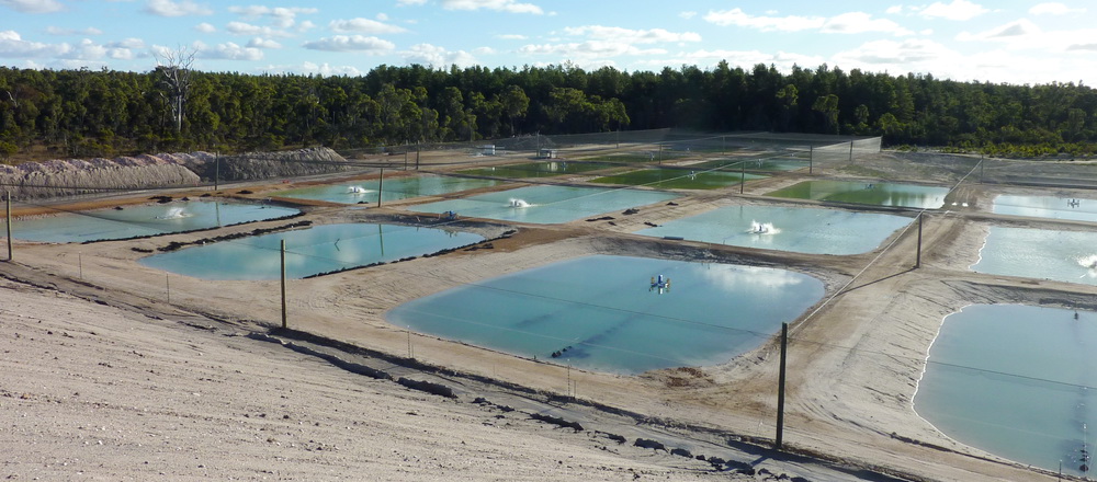 Coal mine pit lake aquaculture